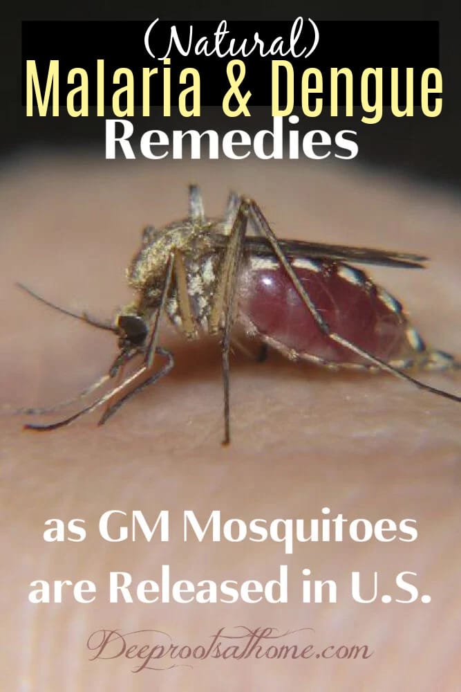 Malaria & Dengue Remedies For GM Mosquitoes Released in U.S. 