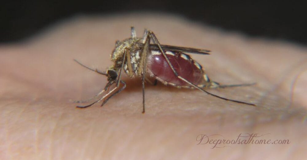 Malaria & Dengue Remedies For GM Mosquitoes Released in U.S.