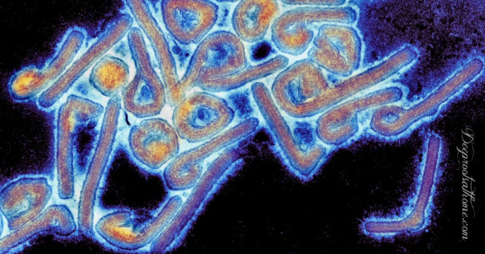 Getting Ready for Marburg – The Next Plandemic?
