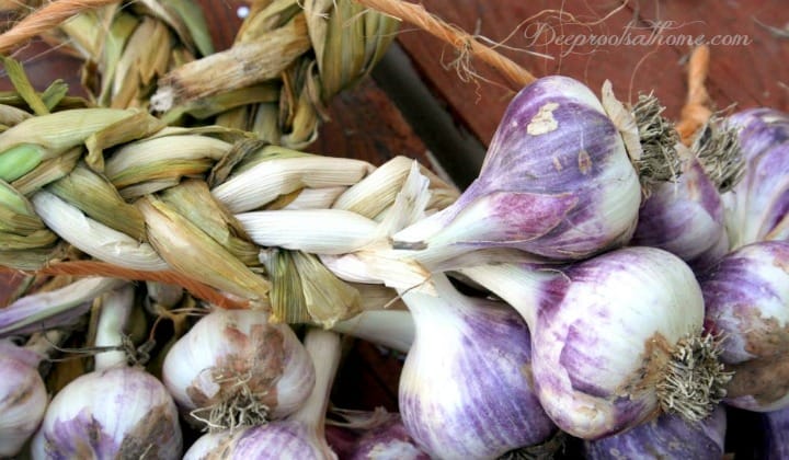 All About Planting, Growing and Harvesting Garlic All About Planting, Growing and Harvesting Garlic