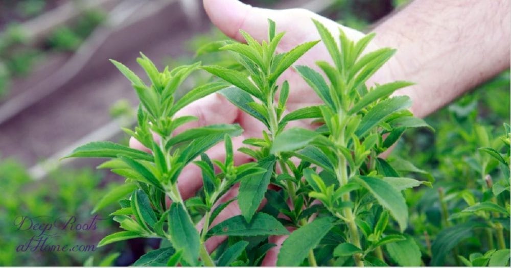 Study Shows Stevia Kills Lyme Pathogens Better Than Antibiotics