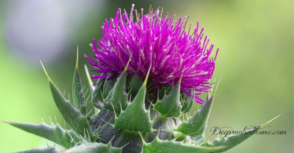 Dr. Makis's Cancer Protocol: Milk Thistle: Liver, Kidney Protector