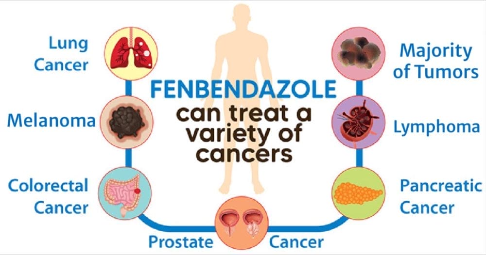 Fenbendazole Q & A: Things to Know, Useful Tips to Treat Cancer Fenbendazole Q & A: Things to Know, Useful Tips to Treat Cancer