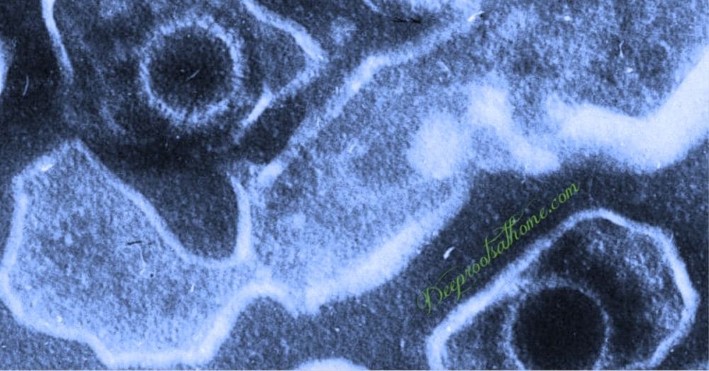 9 Serious Diseases Linked to Epstein-Barr Virus & What May Help Can We Halt 8 Serious Diseases Linked to Epstein-Barr Virus?