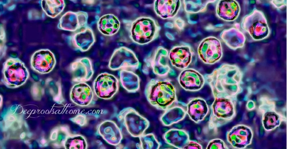The Measles Vacc Virus Can Shed Onto the Unvaccinated The Measles Vacc Virus Can & Do Shed Onto the Unvaccinated