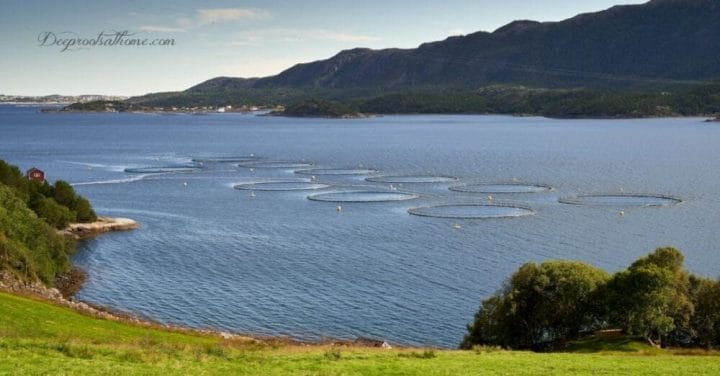 The Chemical Used to Give Farmed Salmon That Bright Pink Color