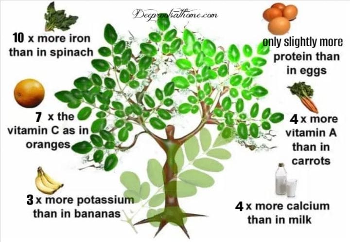 Moringa: No Wonder You’re Seeing This Superfood Everywhere